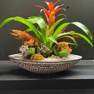 Dekoratif Saksıda Guzmania